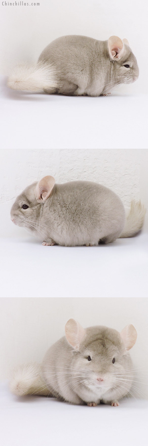 16064 Blocky Herd Improvement Quality Homo Beige Male Chinchilla