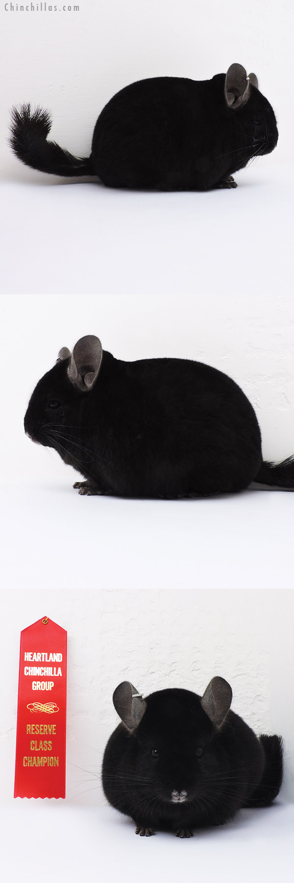 16065 Blocky Reserve Class Champion Ebony Male Chinchilla