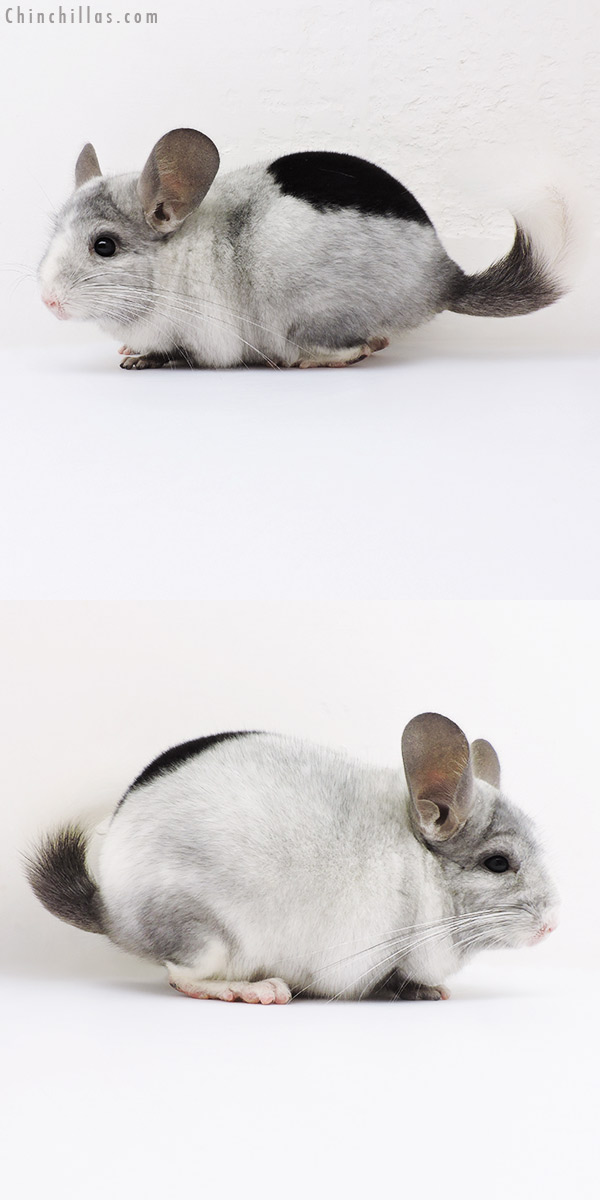 16074 Extreme Ebony & White Mosaic ( Locken Carrier ) Male Chinchilla