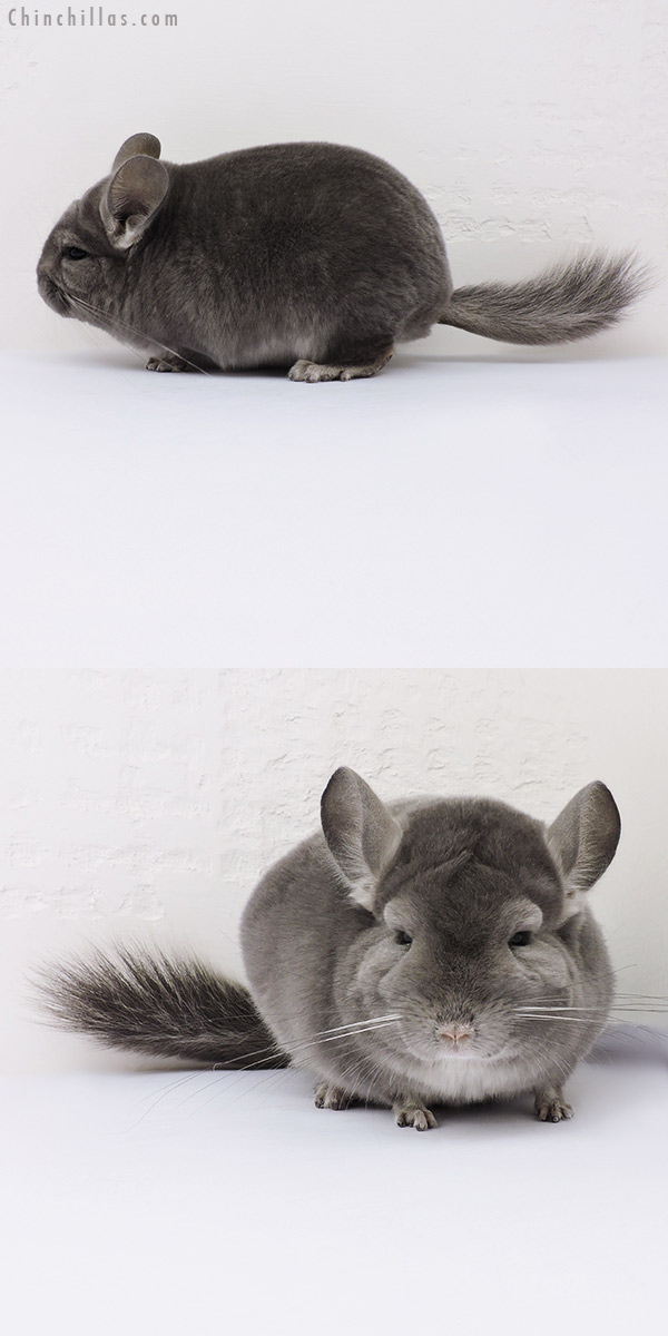 16076 Top Show Quality Violet ( Ebony Carrier ) Male Chinchilla