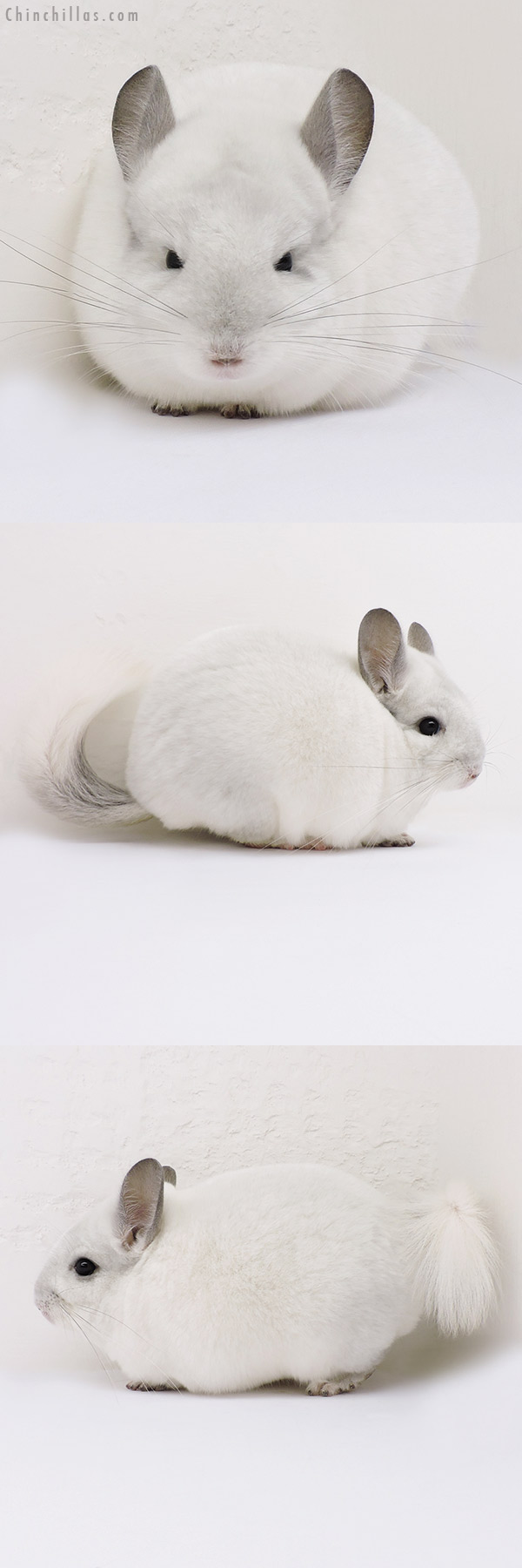 16077 Show Quality Violet & White Mosaic Male Chinchilla