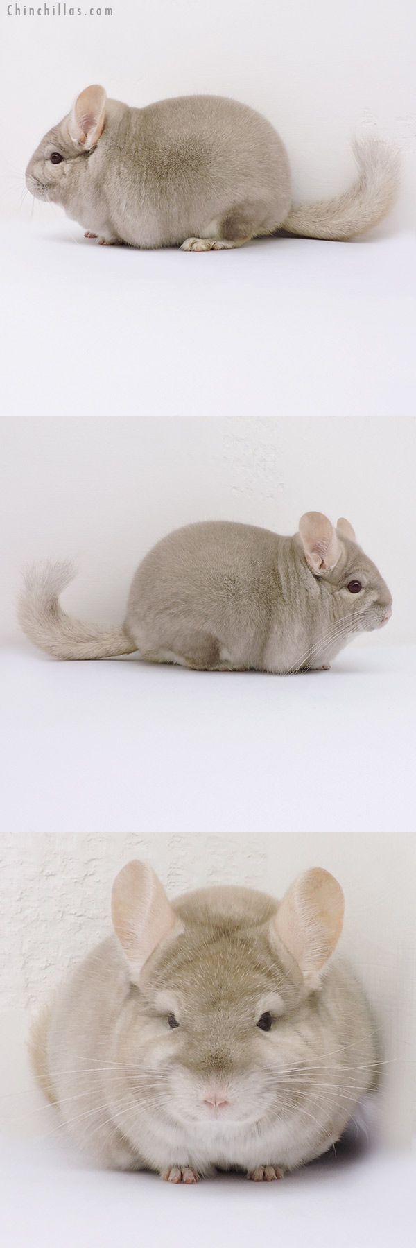 16066 Extra Large Blocky Herd Improvement Quality Homo Beige Male Chinchilla