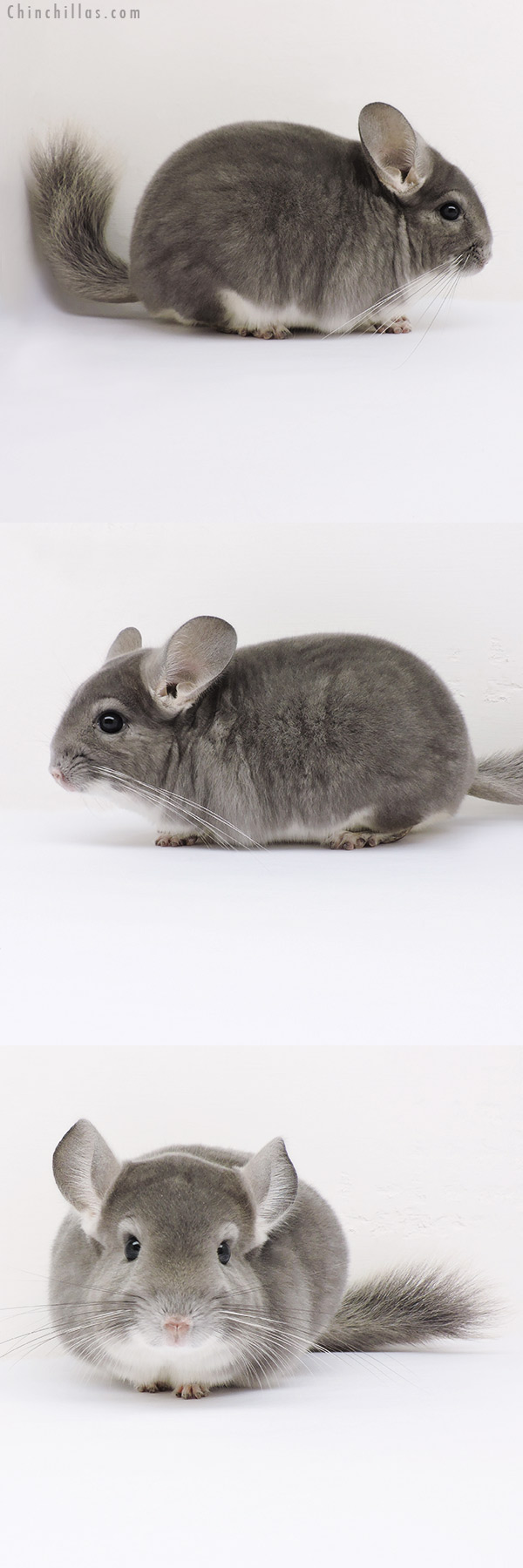 16009 Show Quality Violet Male Chinchilla