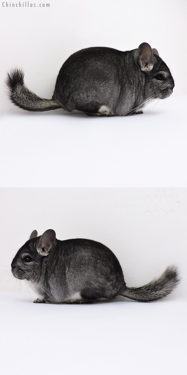 16049 Blocky Show Quality Standard Female Chinchilla