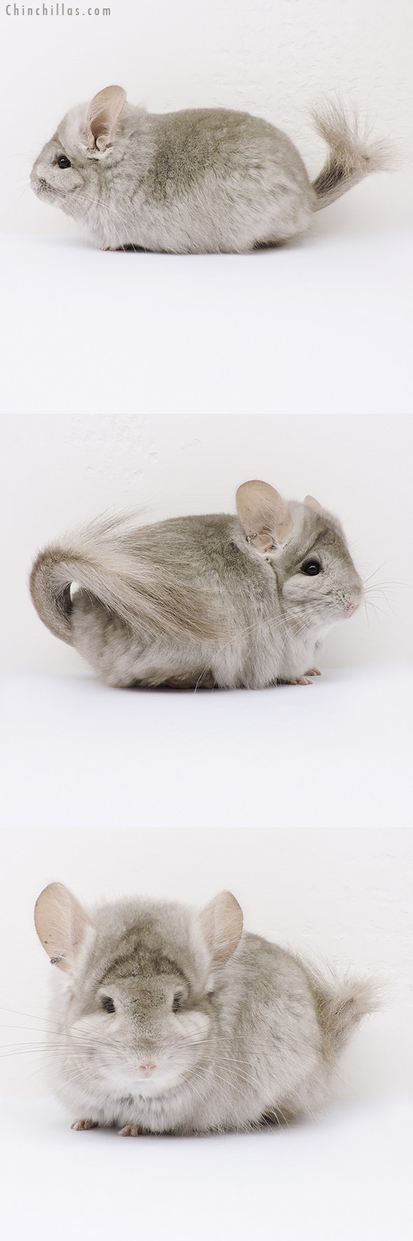 16057 Beige  Royal Persian Angora Female Chinchilla w/ Lion Mane