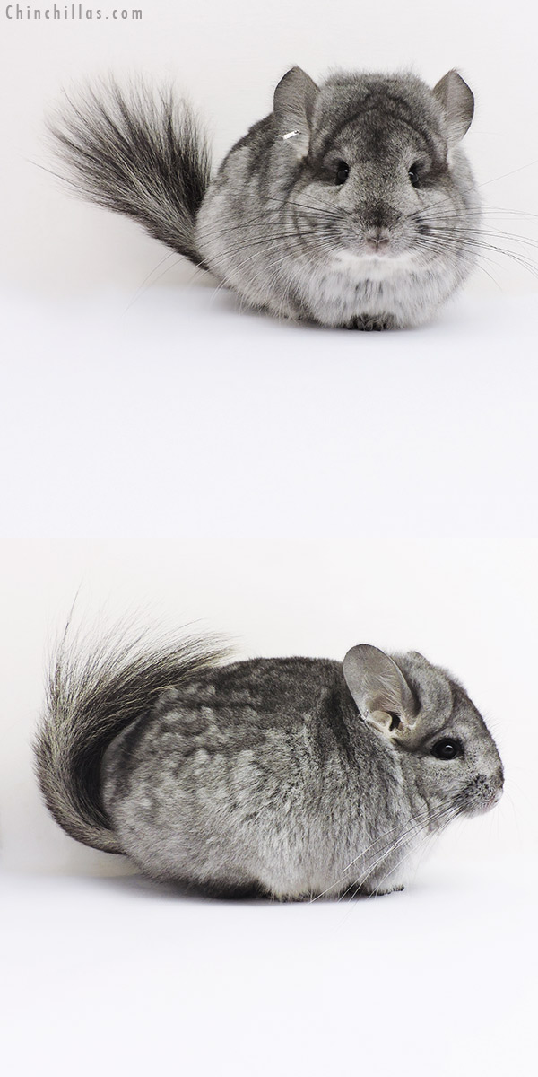 16059 Standard  Royal Persian Angora Female Chinchilla