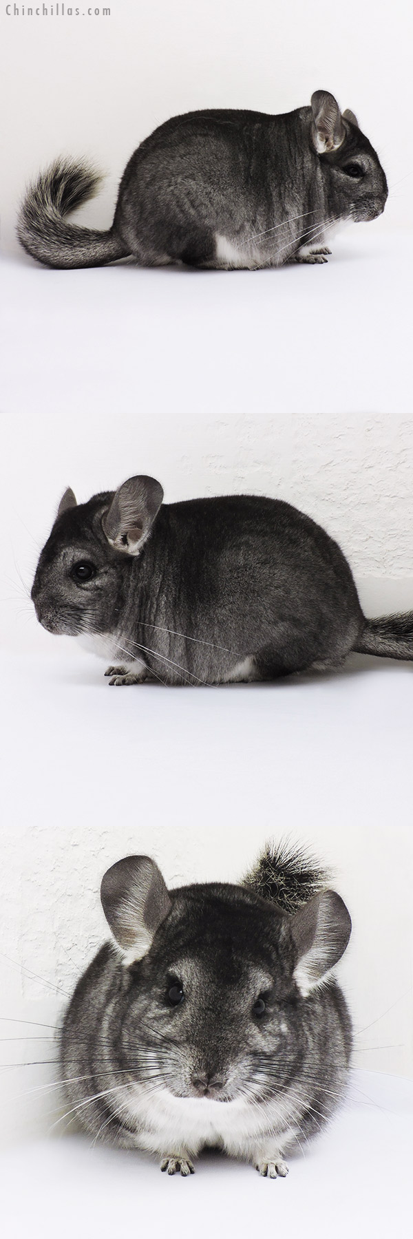 16096 Blocky Show Quality Standard Female Chinchilla