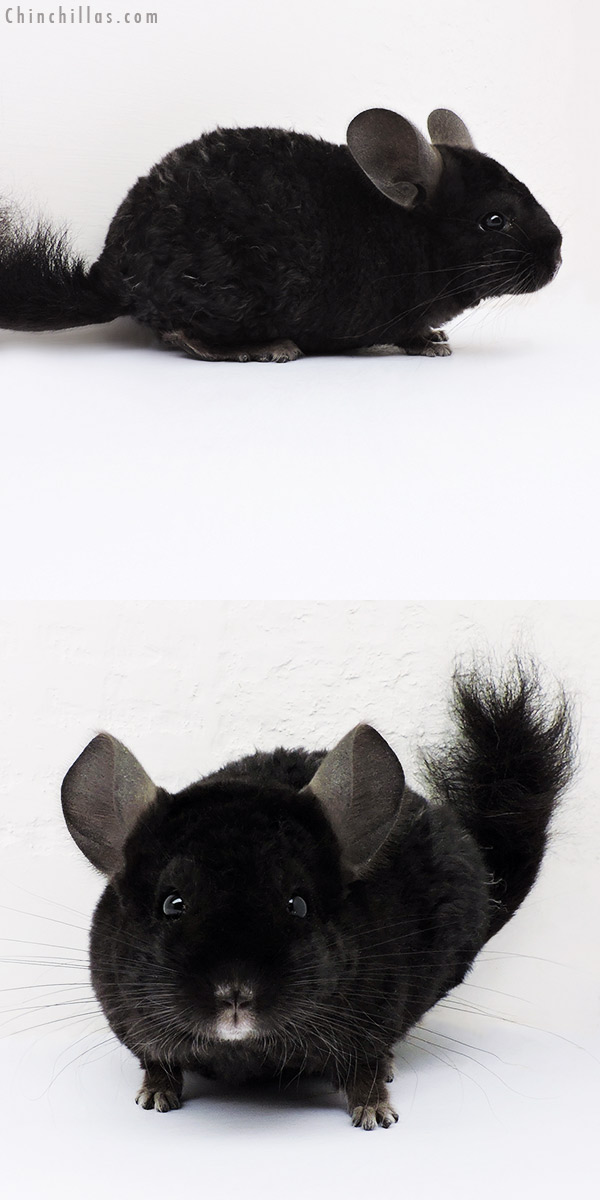 16101 Ebony Full Locken Male Chinchilla