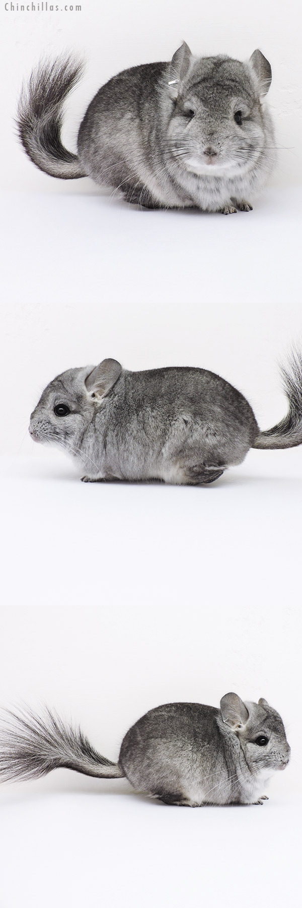 16068 Standard  Royal Persian Angora Male Chinchilla