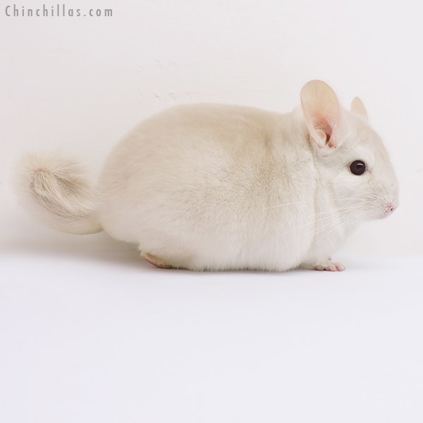 16071 Goldbar Male Chinchilla