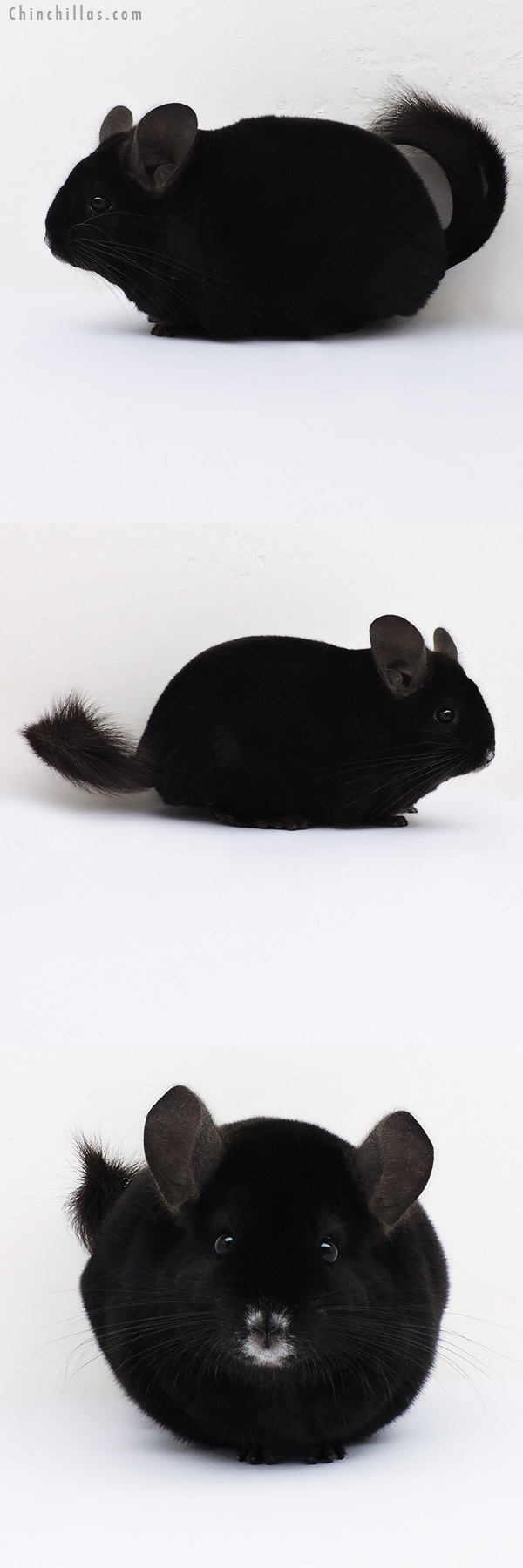 16052 Premium Production Quality Ebony Female Chinchilla