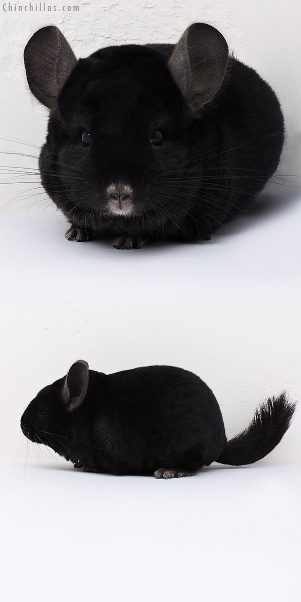 16075 Ebony ( Locken Carrier ) Male Chinchilla