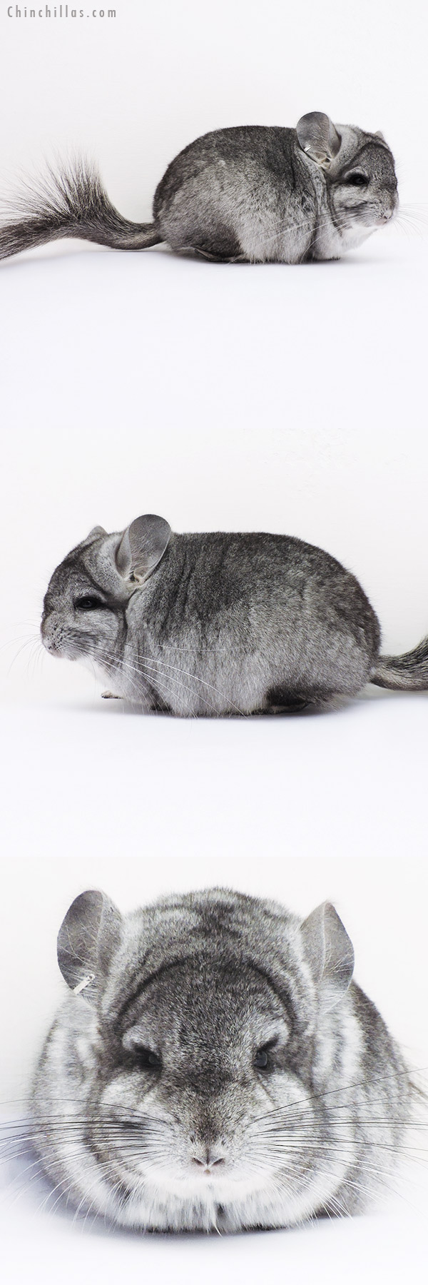 16069 Blocky Standard  Royal Persian Angora Male Chinchilla