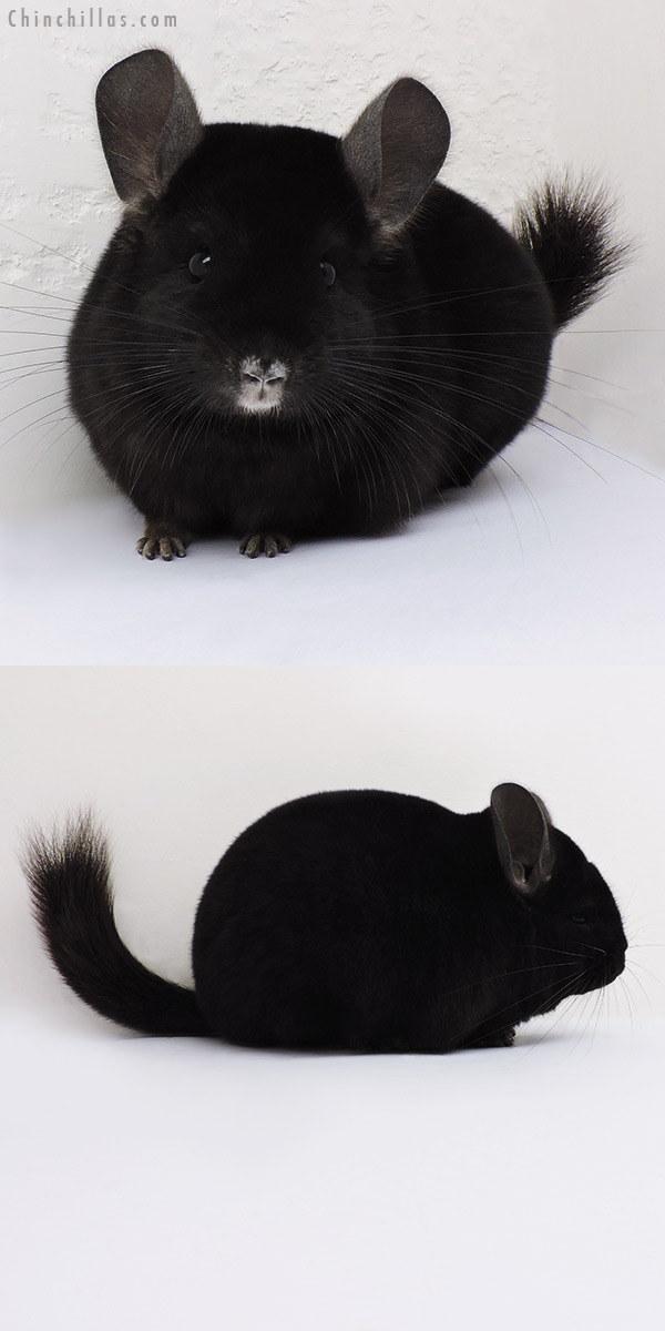 16095 Show Quality Ebony Female Chinchilla