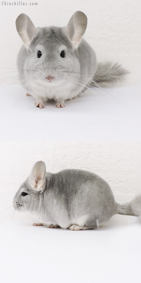 16027 Blue Diamond Male Chinchilla