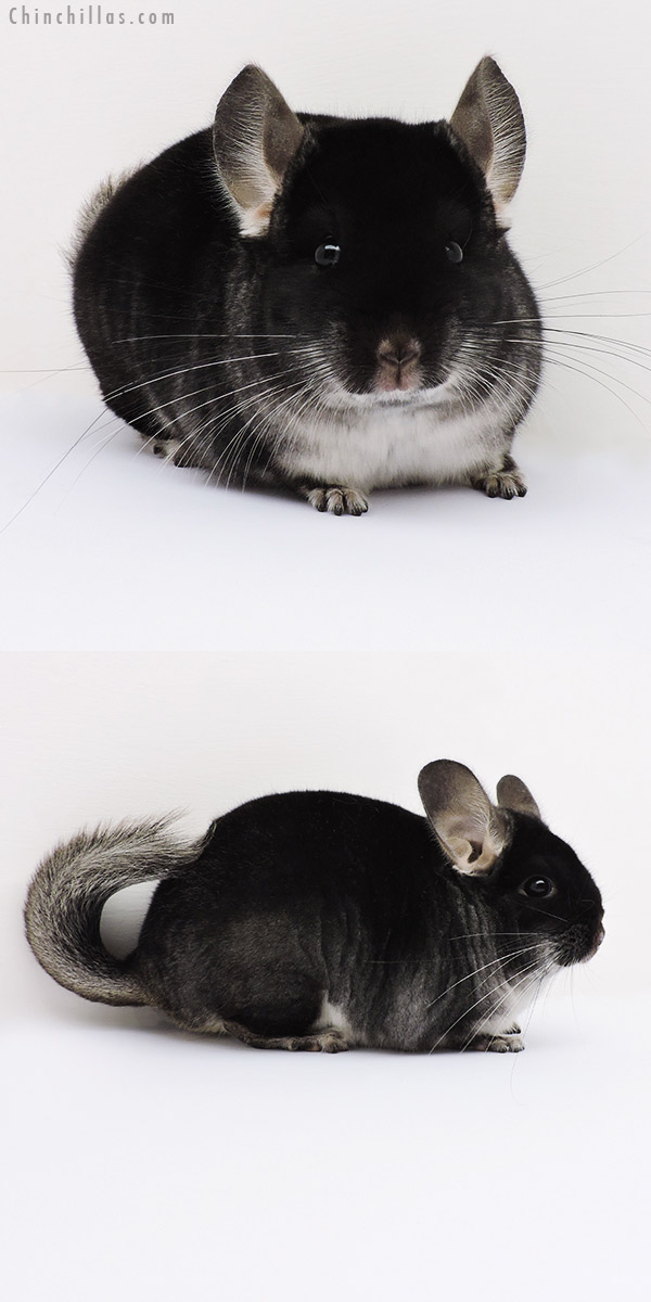 16029 Show Quality Black Velvet Male Chinchilla