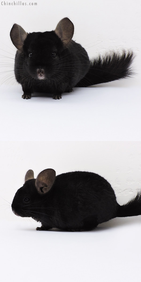 16053 Ebony Locken Female Chinchilla