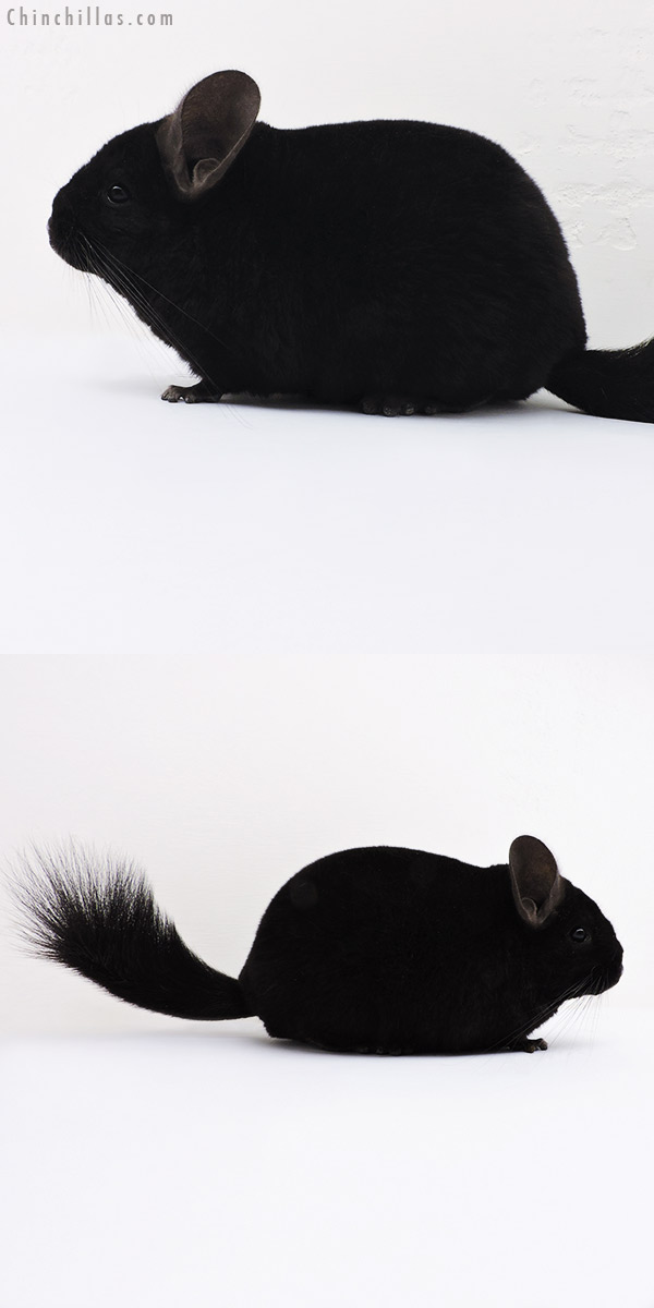 16060 Premium Production Quality Ebony Female Chinchilla