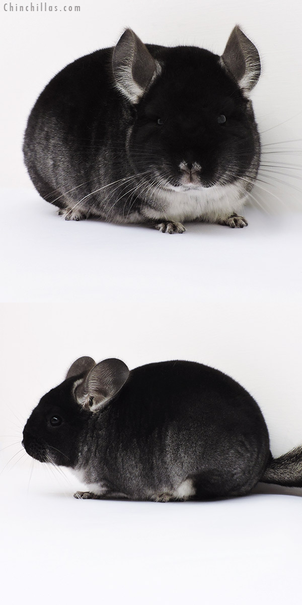 16062 Show Quality Black Velvet Female Chinchilla