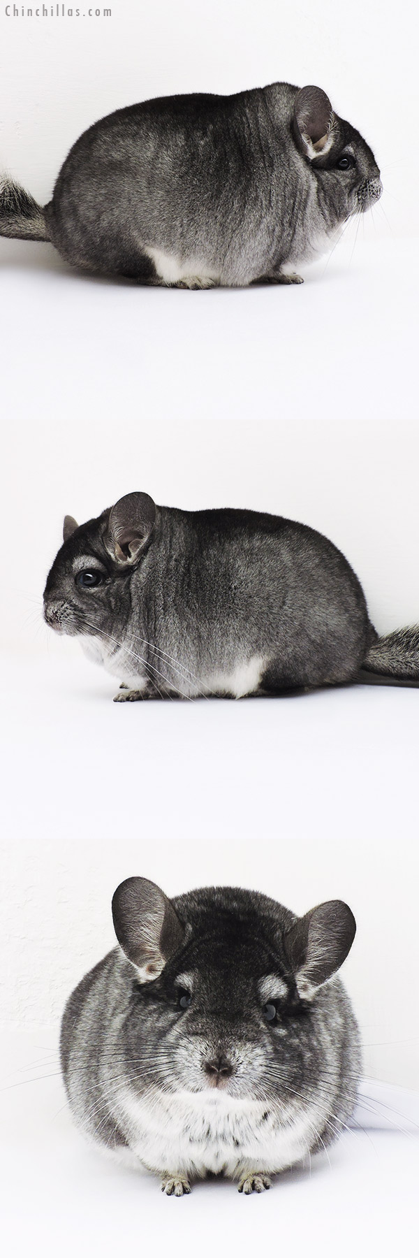 16111 Large Blocky Brevi Type Premium Production Quality Standard Female Chinchilla