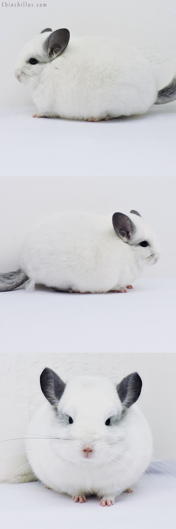 16114 Blocky Premium Production Quality Predominantly White Female Chinchilla