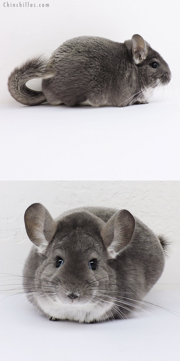 16113 Extra Large Premium Production Quality Violet Female Chinchilla