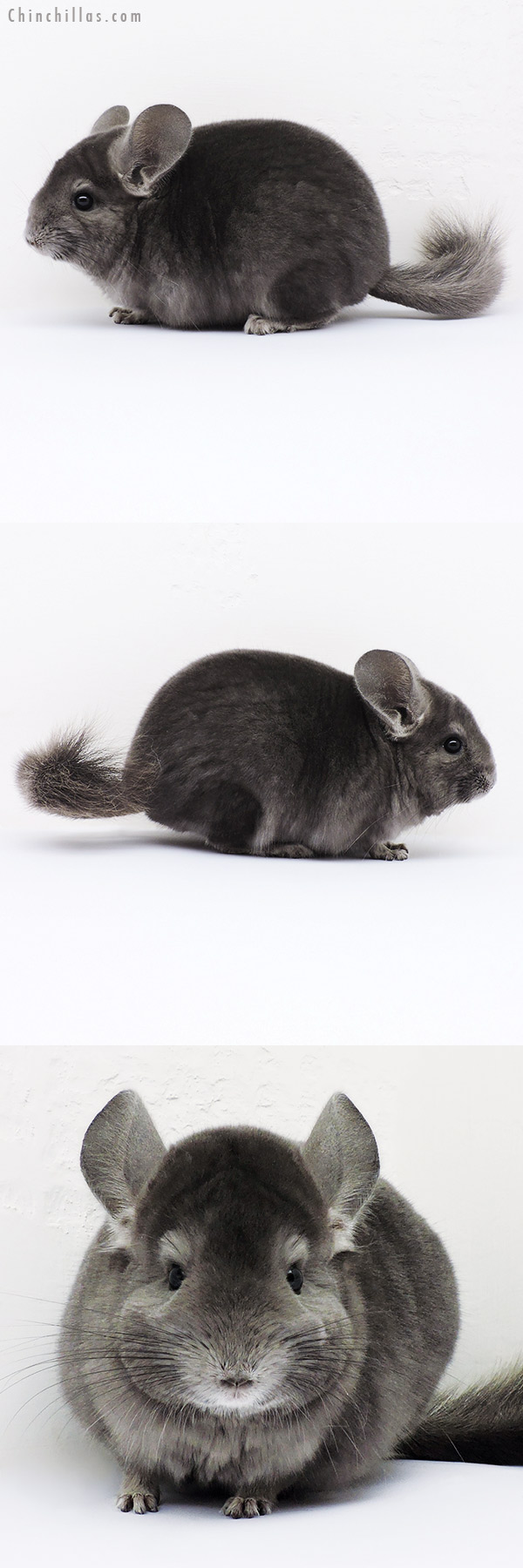 16115 Show Quality Wrap Around Violet Male Chinchilla