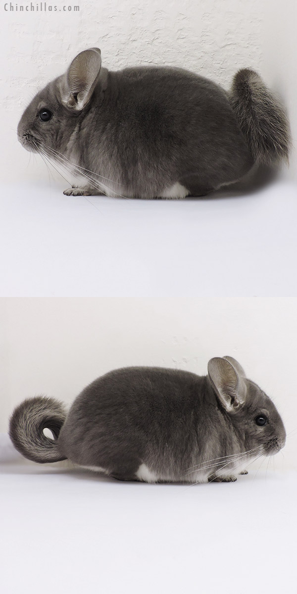 16123 Show Quality Violet Male Chinchilla