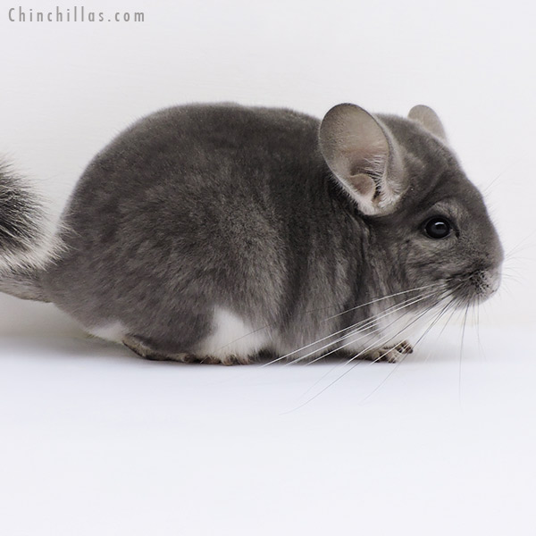 16117 Premium Production Quality Violet Female Chinchilla