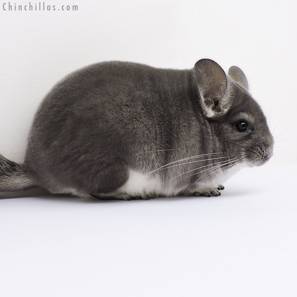 16118 Blocky Premium Production Quality Violet Female Chinchilla