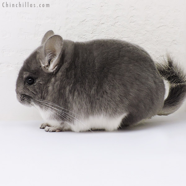 16119 Show Quality Violet Female Chinchilla