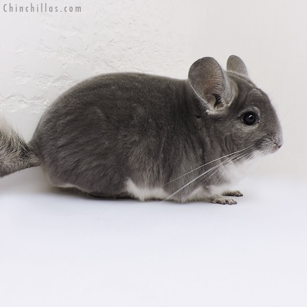 16120 Show Quality Violet Male Chinchilla