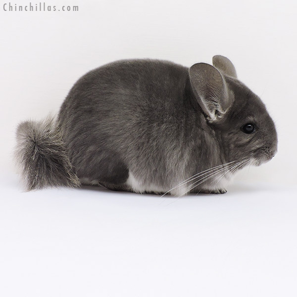 16121 Show Quality Violet Male Chinchilla