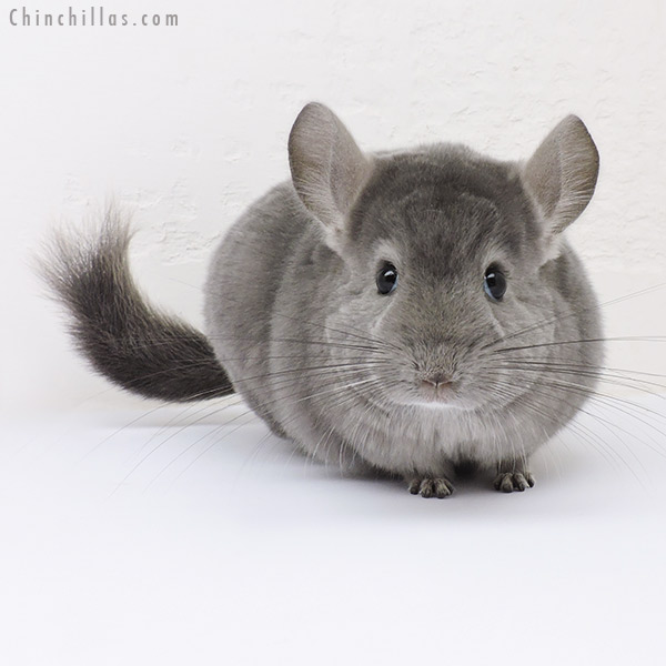 16122 Show Quality Light Wrap Around Violet Male Chinchilla