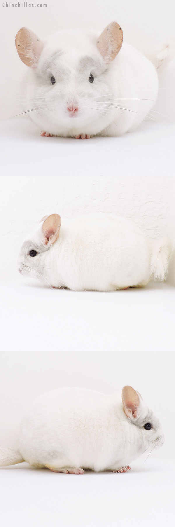 16126 Blocky Show Quality Pink White Male Chinchilla