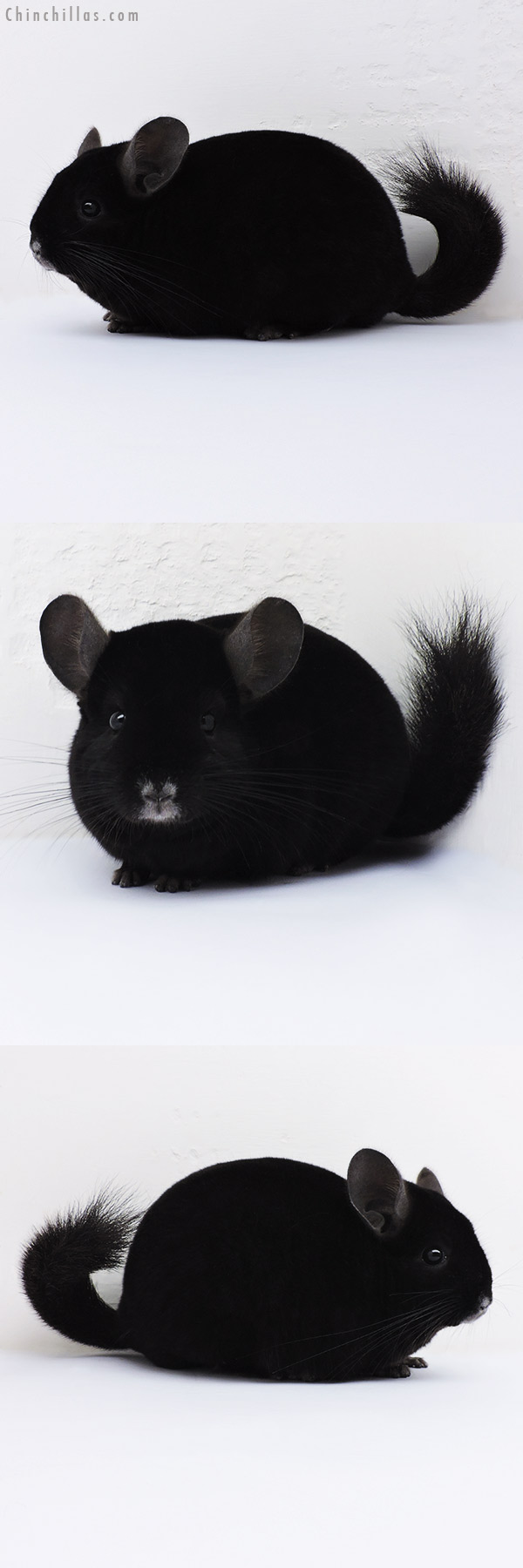 16124 Show Quality Ebony Male Chinchilla