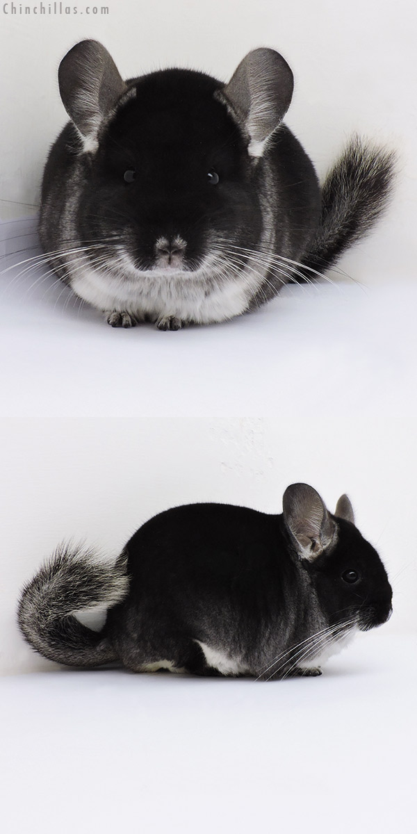 16127 Large Show Quality Black Velvet Male Chinchilla