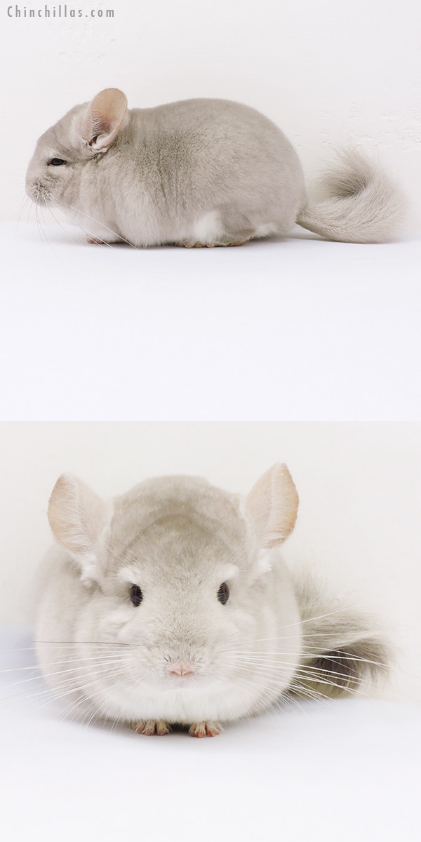 16129 Blocky Herd Improvement Quality Beige / Violet Male Chinchilla