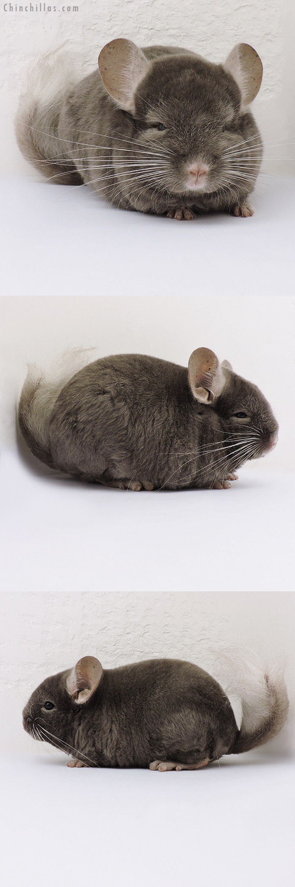 16130 Dark Tan Quasi Locken Male Chinchilla