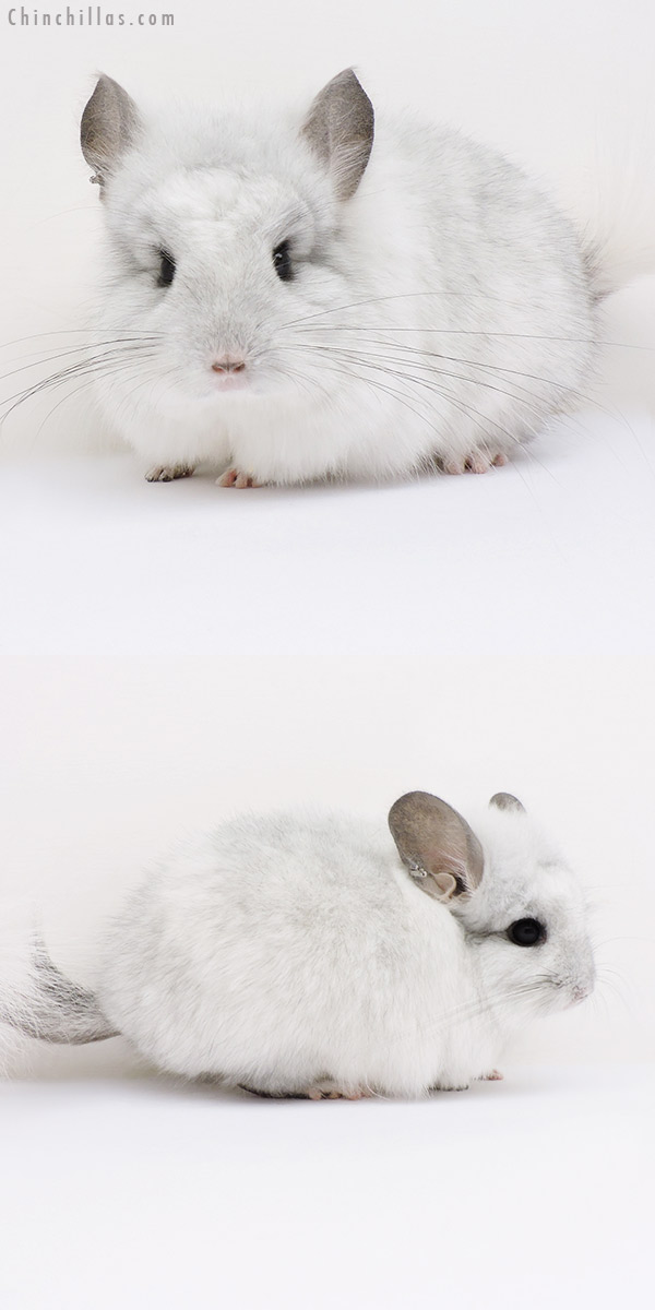 16132 White Mosaic  Royal Persian Angora Male Chinchilla