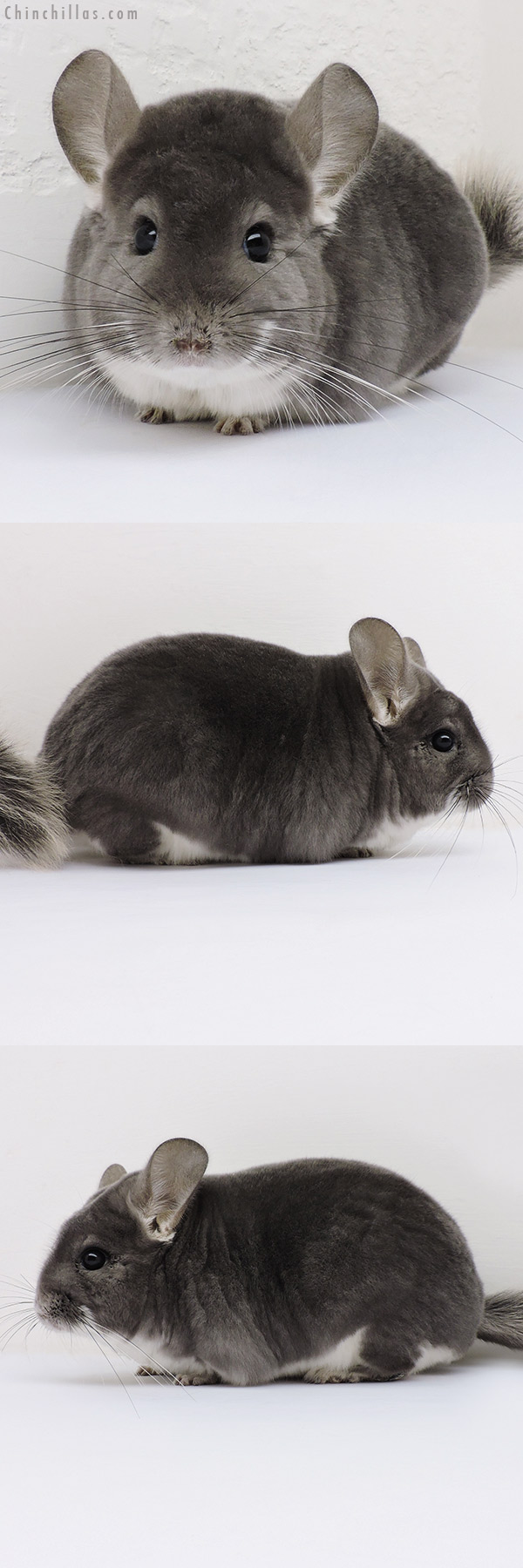 16131 Herd Improvement Quality Violet Male Chinchilla