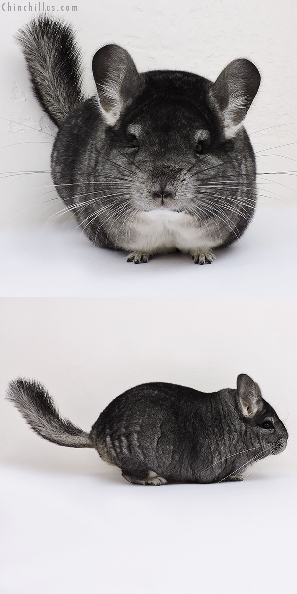 16135 Show Quality Standard Female Chinchilla