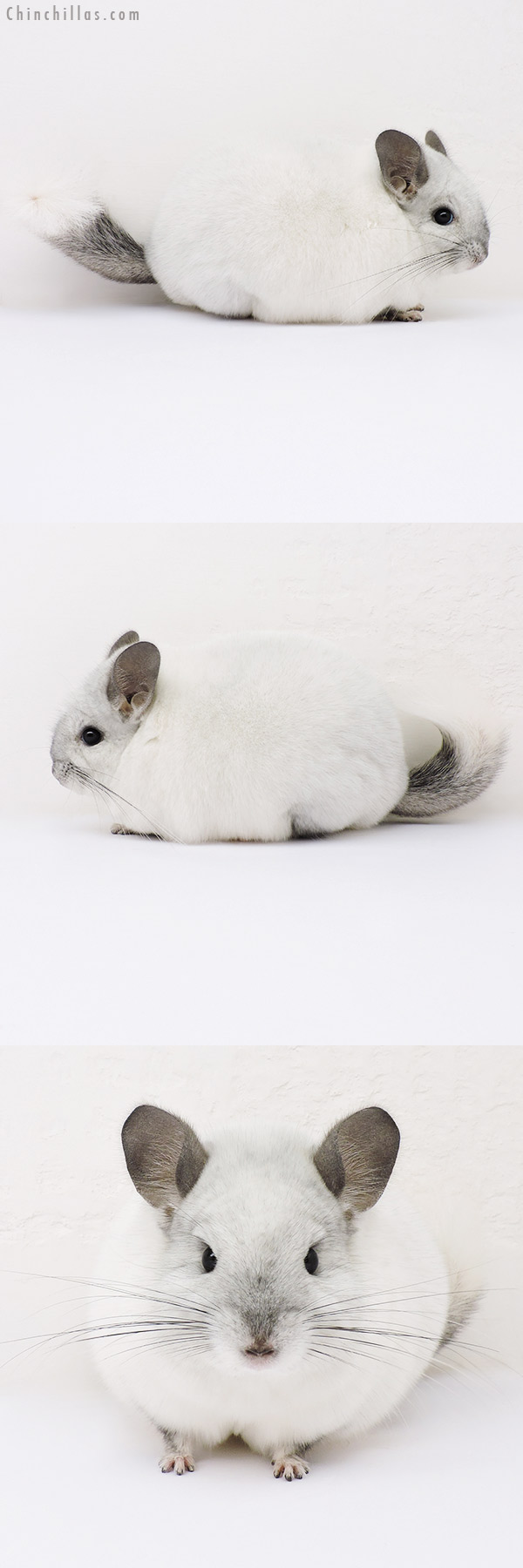 16134 Blocky Show Quality White Mosaic Female Chinchilla