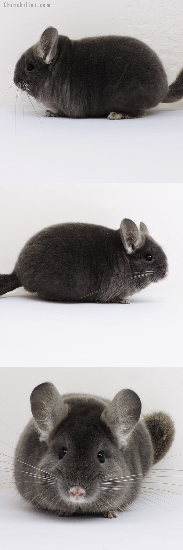 16136 Blocky Top Show Quality Wrap Around Violet Male Chinchilla