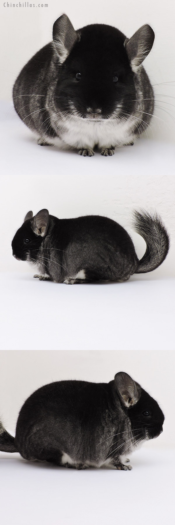 16137 Blocky Premium Production Quality Black Velvet Female Chinchilla