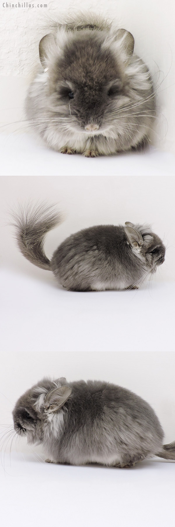 16138 Exceptional TOV Violet G2  Royal Persian Angora Male Chinchilla w/ full lion mane and ear tufts