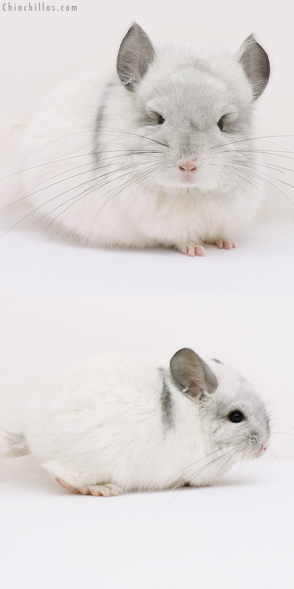 16139 White Mosaic  Royal Persian Angora Male Chinchilla