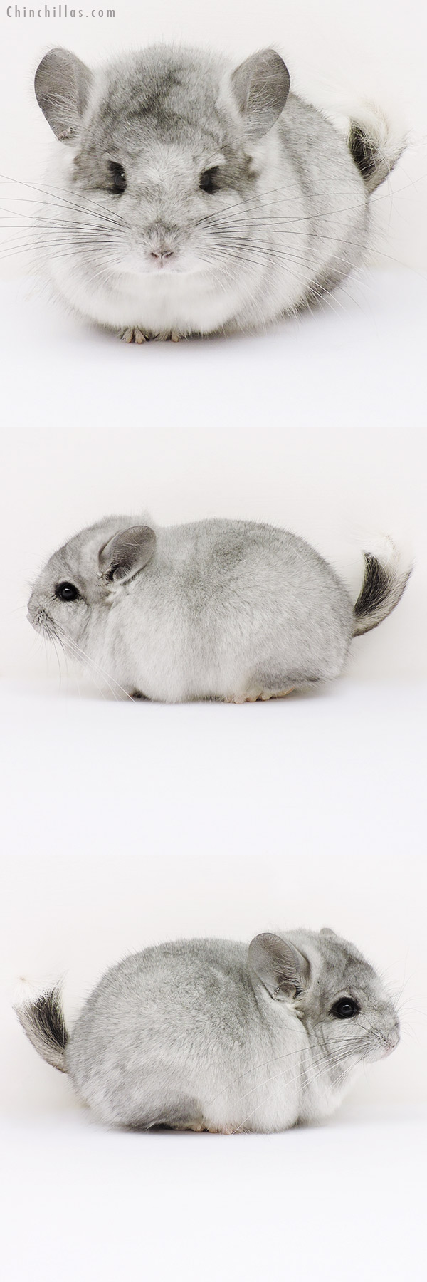 16145 Exceptional Silver Mosaic  Royal Persian Angora Male Chinchilla