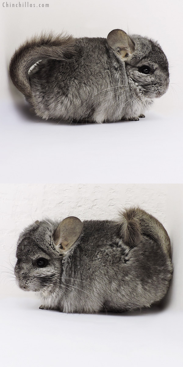 16140 Standard ( Sapphire Carrier )  Royal Persian Angora Male Chinchilla