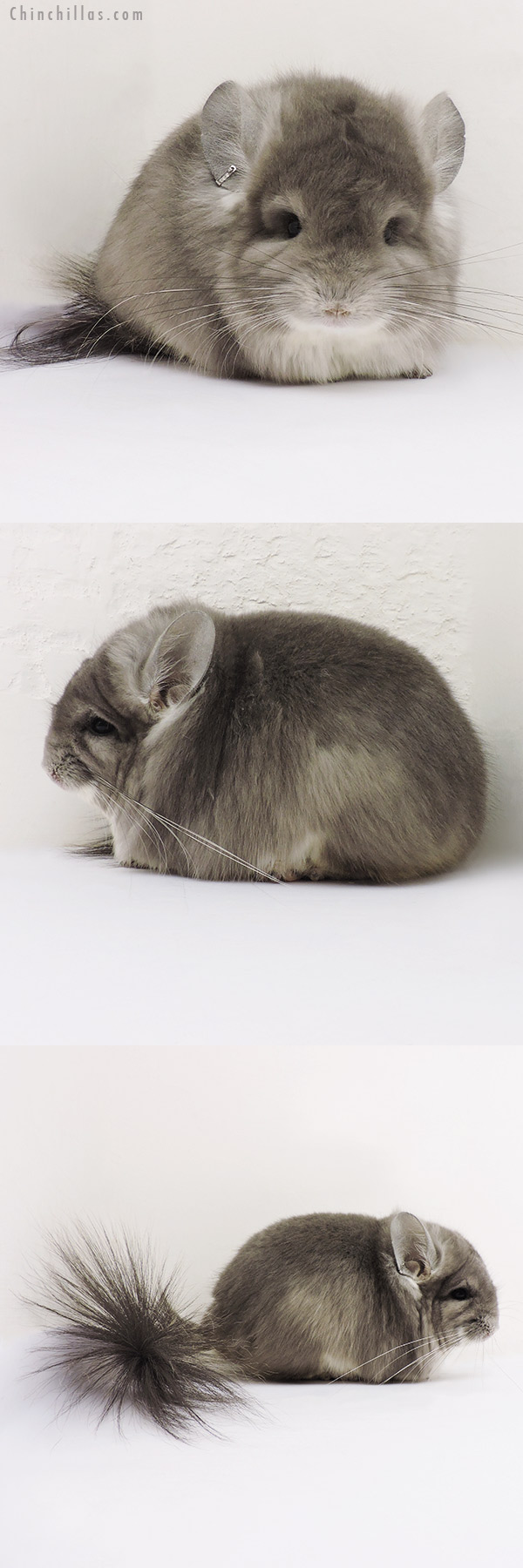 16148 Exceptional Violet  Royal Persian Angora Male Chinchilla